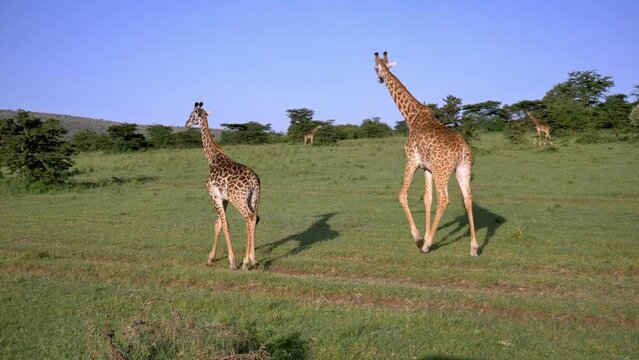Giraffe Family Walking Together  to feed with blue sky