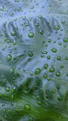 water drops on green leaves in the morning