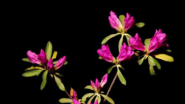 Time lapse footage of blooming pink Rhododendron simsii Planch flowers(Indian Azale or Sims's Azalea) from buds to full blossom isolated on black background, 4k video studio shot.