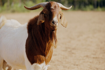 Boer buck goat closeup with blurred background on farm.