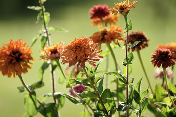 Zinnia flowers in annual summer garden closeup.