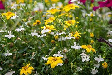 field of yellow and white  wildflower daisies 