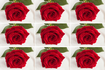 Collage of red rose on the light background. Summer background.