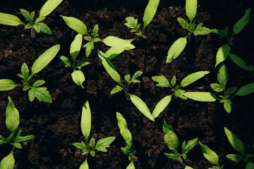 Green tomato seedlings on the balcony. Gardening concept. Flat lay