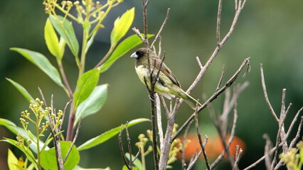 Male yellow-bellied seedeater (Sporophila nigricollis) perched in the bushes in a field in Cotacachi, Ecuador