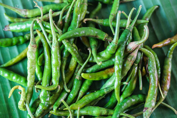 Close up top view of freshly harvested green chillies ,capsicum, 
