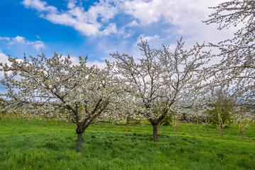 View of young blossoming cherry trees in an orchard in the Rheingau/Germany