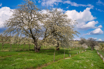 View of old gnarled blossoming cherry trees in an orchard in the Rheingau/Germany