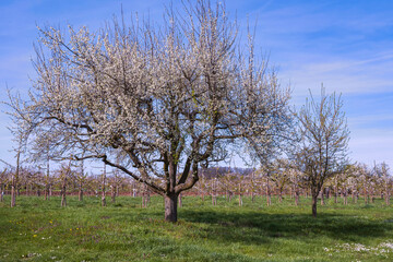 Fototapeta na wymiar View of old gnarled blossoming cherry trees in an orchard in the Rheingau/Germany