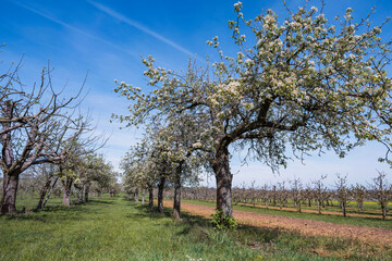 View of old gnarled blossoming cherry trees in an orchard in the Rheingau/Germany