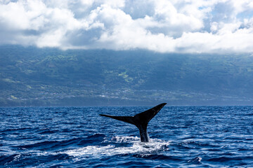 Fototapeta premium whale tail at the azores