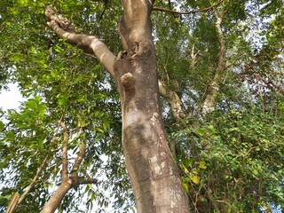 Fototapeta premium Millettia pinnata tree. It&nbsp;is a species of tree in the pea family Fabaceae. Its other names Pongamia&nbsp;pinnata, Indian beech&nbsp;and&nbsp;Pongame oiltree. Oil is extracted from its seeds. 