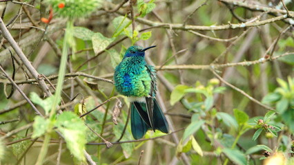 Western emerald (Chlorostilbon melanorhynchus) hummingbird perched in the bushes Cotacachi, Ecuador