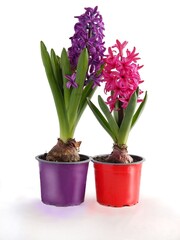 Naklejka na ściany i meble fragrant pretty hyacinth flowers at spring