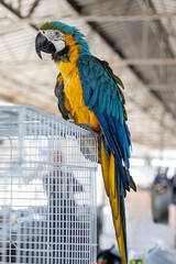 Blue-and-yellow macaw closeup (Ara ararauna), exotic bird