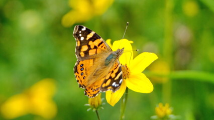Painted lady butterfly perched on a yellow wildflower in Cotacachi, Ecuador