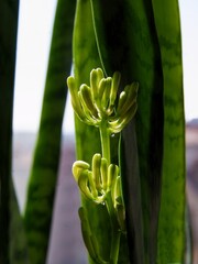 white small flowers of Sansevieria potted plant close up