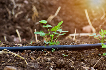 Peanut  seedling and sunlight,sprout growing in the soil