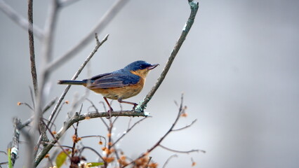 Male rusty flowerpiercer (Diglossa sittoides) perched on a stick in a field in Cotacachi, Ecuador