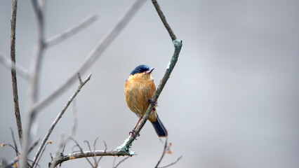 Male rusty flowerpiercer (Diglossa sittoides) perched on a stick in a field in Cotacachi, Ecuador