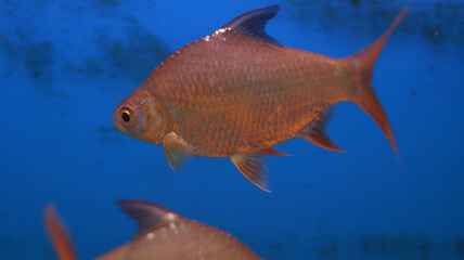 Fresh water aquarium pink silver fish