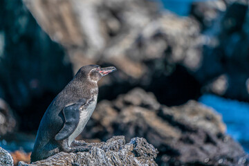 Galapagos penguin living in the tropics