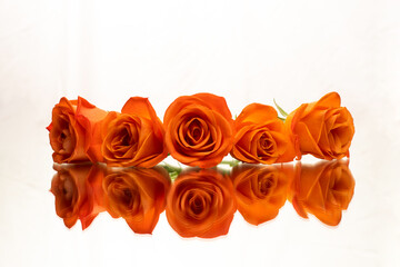 5 Orange delicate Roses On a reflective surface with a perfect mirror image. Beautiful for a wedding celebration or a valentines day special for Romance. Isolated on White