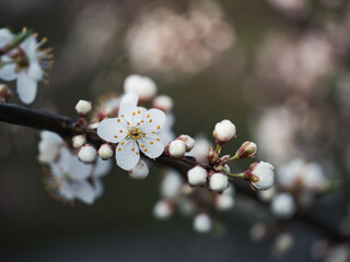 Wiosenne białe kwiaty drzewa owocowego