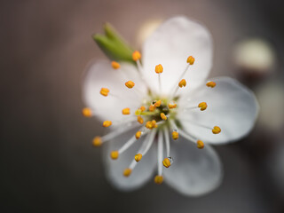 Wiosenny biały kwiat drzewa owocowego