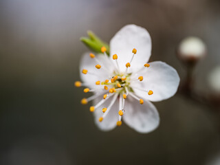 Wiosenny biały kwiaty drzewa owocowego - obrazy, fototapety, plakaty