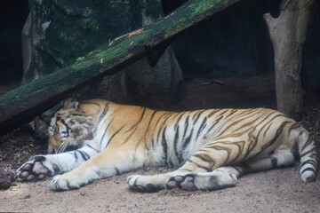 Close up bengal tiger is sleep and beautiful animal