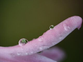 Różowy płatek kwiatu z kroplami wody po deszczu - obrazy, fototapety, plakaty