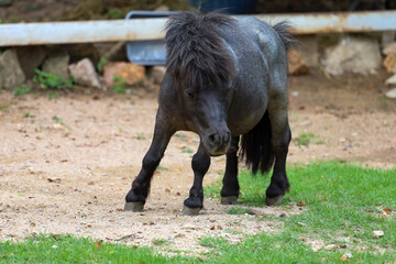 The black dwarf horse in the garden