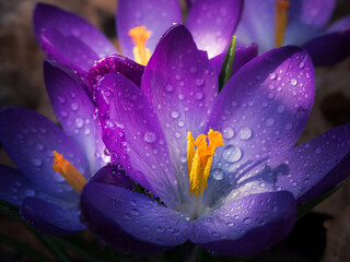 Fioletowe krokusy pokryte kroplami wody po deszczu © Aneta