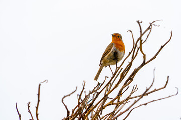Single Robin through Branches white sky