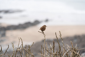 Single Wren Bird on Bracken on cliff edge silhouette with white sky and sea in background