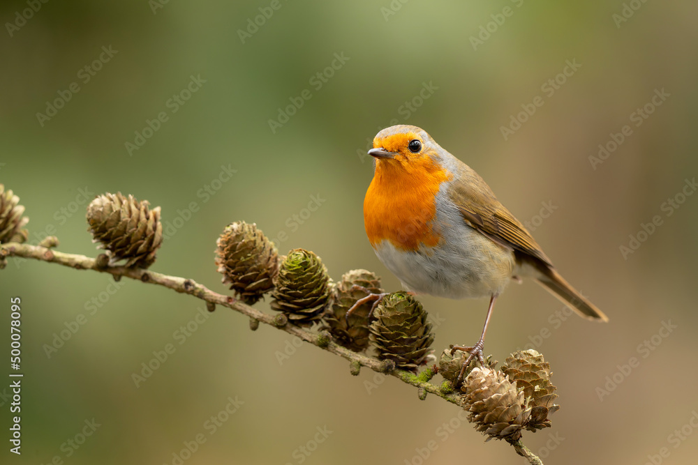 Canvas Prints European robin (Erithacus rubecula), known simply as the robin or robin redbreast searching for food in the forest in the Netherlands