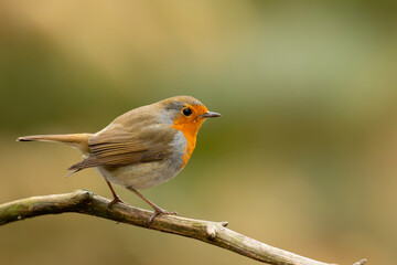 European robin (Erithacus rubecula), known simply as the robin or robin redbreast searching for food in the forest in the Netherlands