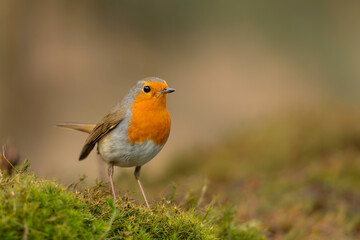 European robin (Erithacus rubecula), known simply as the robin or robin redbreast searching for...