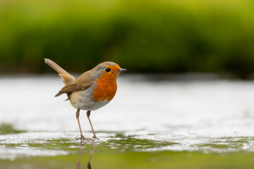 European robin (Erithacus rubecula), known simply as the robin or robin redbreast searching for food in the forest in the Netherlands