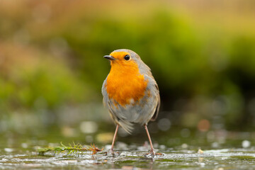 European robin (Erithacus rubecula), known simply as the robin or robin redbreast searching for food in the forest in the Netherlands