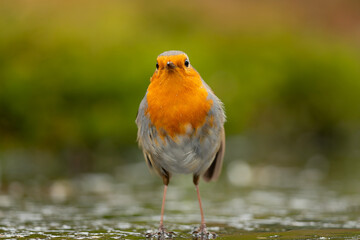 European robin (Erithacus rubecula), known simply as the robin or robin redbreast searching for food in the forest in the Netherlands