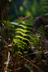 fern in the forest under the sun