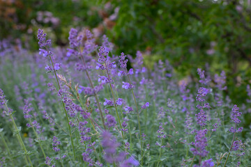 Blooming meadow with lilac lavender flowers, fragrant medicinal herbs in nature