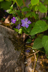 purple flower and moss stone