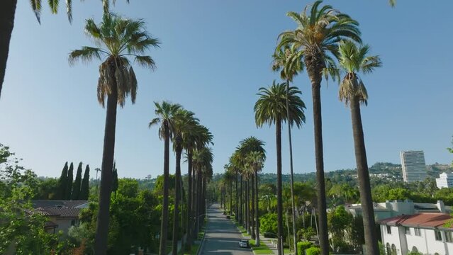 Beverly Hills Drone Shot, Flying Through Luxurious Tree Lined Street on Sunny Los Angeles Day