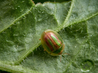 This tortoise beetle is a species of beetle in the Chrysomelidae family. Cassida vittata      