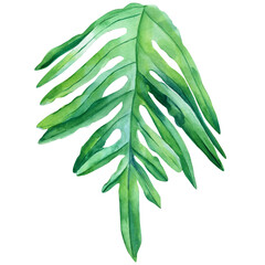 Tropical green leaf and succulent isolated on white background. Watercolor illustration