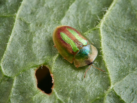 This tortoise beetle is a species of beetle in the Chrysomelidae family. Cassida vittata      