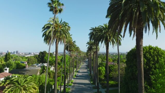 Flying Through the Iconic Beverly Hills Palm Trees, Drone Shot of Beautiful Green Palms on Residential Beverly Hills Street
